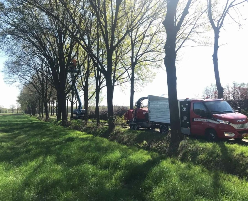 bernheze snoeien van weert Onderhoud aan bomen door Van Weert