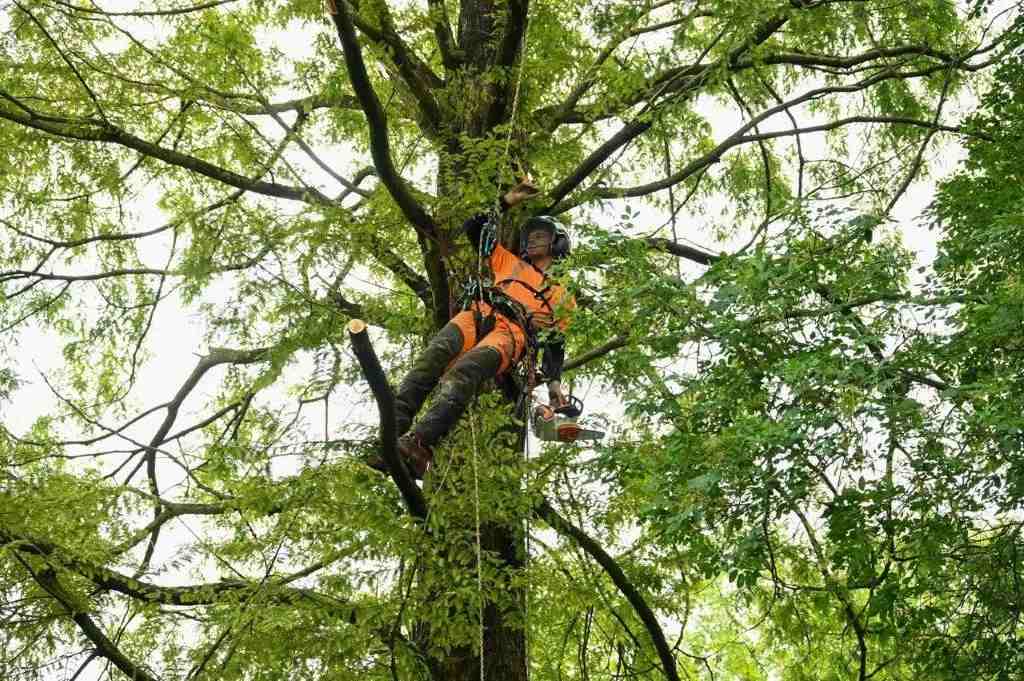 Boomverzorging op hoogte - Van Weert