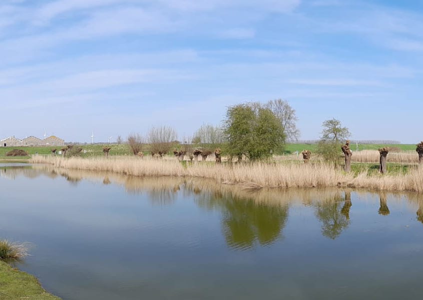 eik snoeien eiken boom laten snoeien