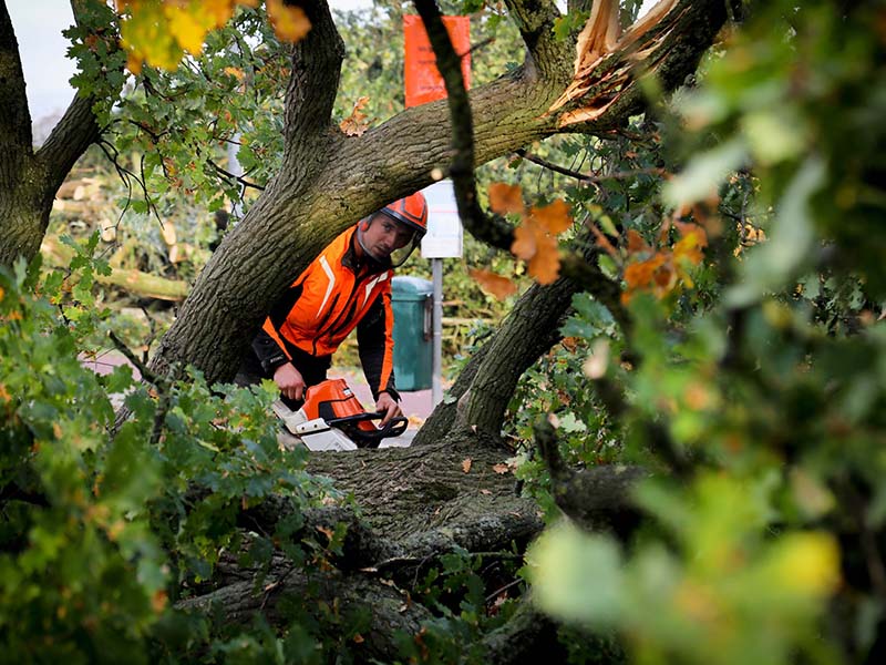 Bomen snoeien door specialisten van Van Weert