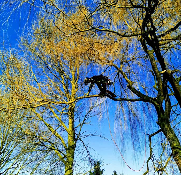 Snoeien van bomen in Meierijstad