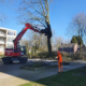 Samenwerking met Moerdijk Beheer(t) voor het verwijderen van bomen