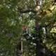 Bomen snoeien in Berne - Van Weert