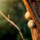 slakken bestrijden in de tuin bomen planten houtsnippers