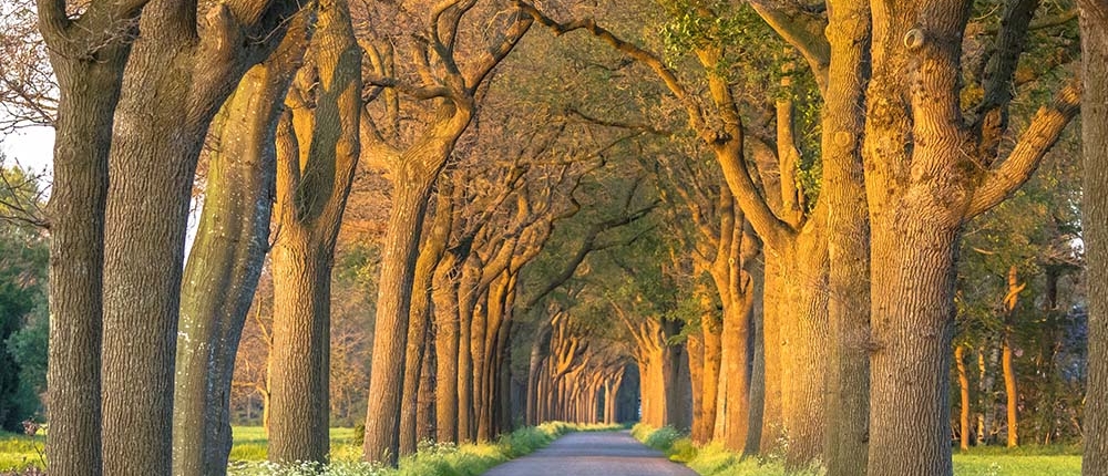 Langdurige droogte verzwakt bomen en vergroot de kans op takbreuk en omvallen. VTA-controles van Van Weert helpen risico’s te beperken en zorgen voor veilig beheer.