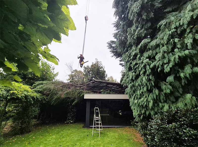 boom-verwijderen-na-stormschade Boomklimmer demonteert boom met kettingzaag en klimtouwen na storm Oss