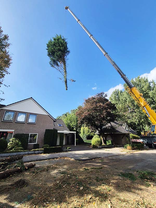stormschade-boom-verwijderen Mobiele kraan hijst gevallen boom weg na stormschade in woonwijk Oss